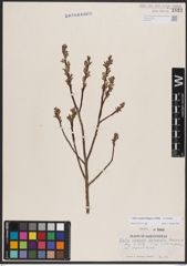 Foto von Salix candida Flüggé ex Willd.